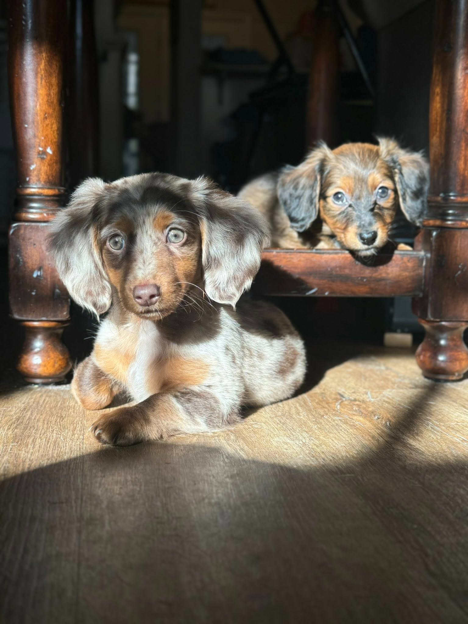 Cherokee Hill Dachshunds